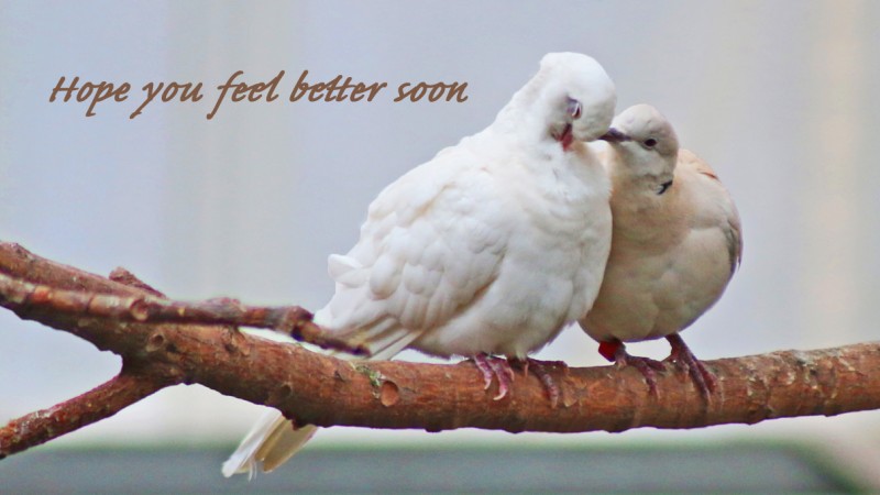 Better Soon Love Birds