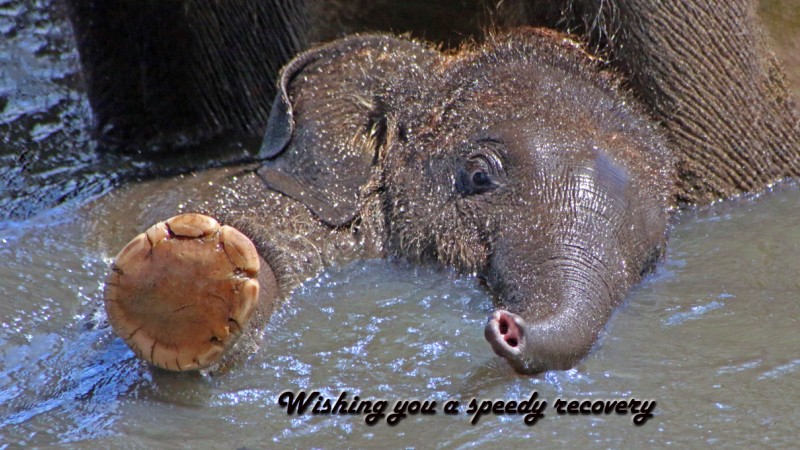 Speedy Recovery Baby Elephant