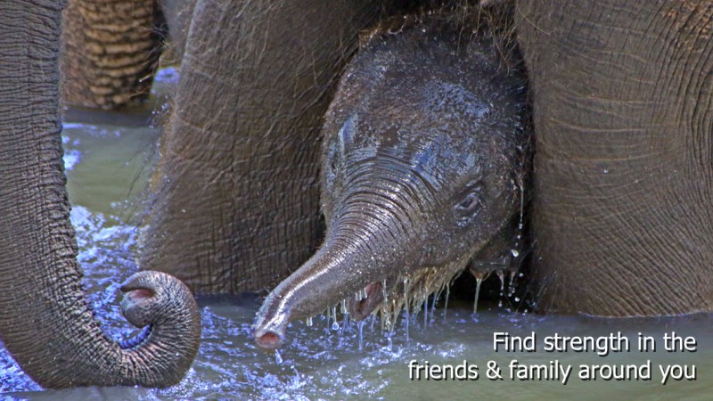 Strength Family Friends Elephant