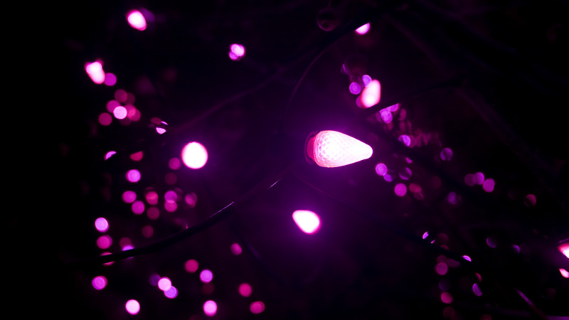 Season of celebration pink Christmas lights