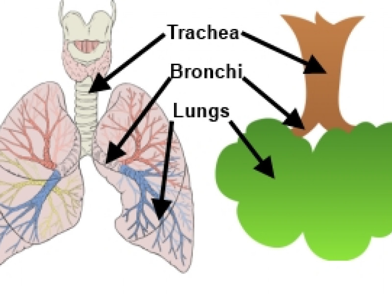 Lung anatomy