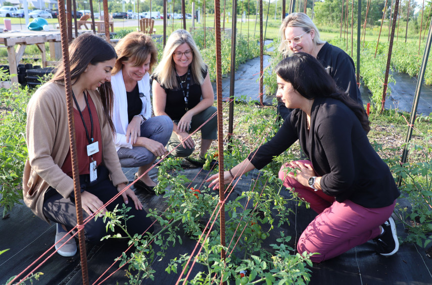 people examining a vegetable garden