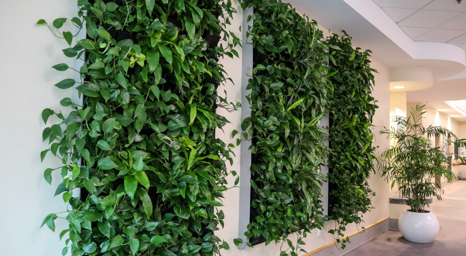 a sustainable living wall full of plants