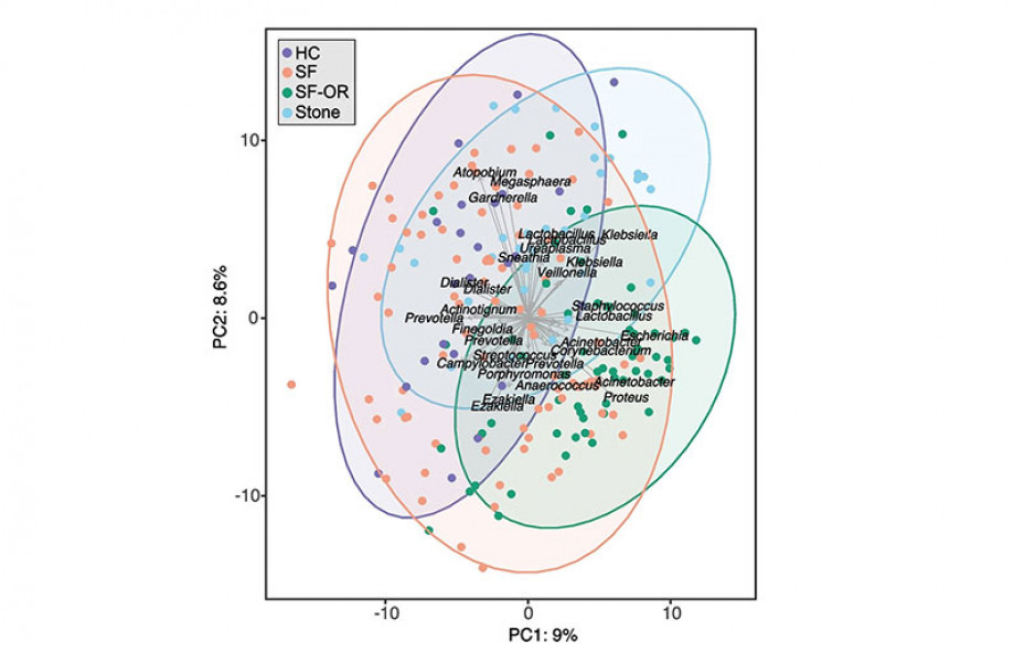 Differences in the microbiome composition in the urine of healthy controls (HC), stone formers (SF), stone formers during surgery (SF-OR) and the kidney stones themselves (Stone) are seen in this analysis. (Kait F. Al, Multi-site microbiota alteration is a hallmark of kidney stone formation, Microbiome, 2023, Springer Nature. Reprinted under Creative Commons license.)