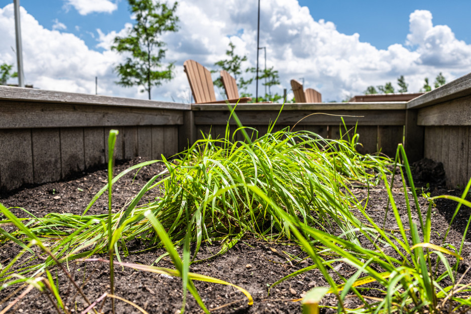 plant growing in the garden