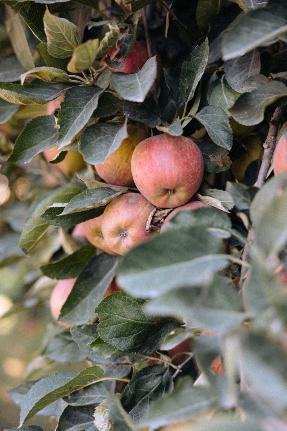 closeup of an apple tree
