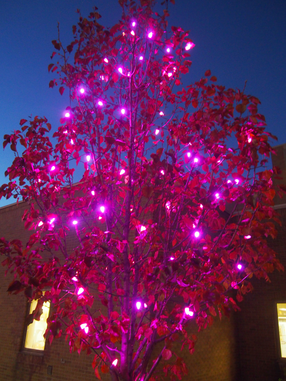 A tree covered with pink Christmas lights