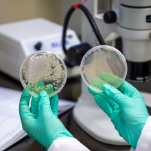 fruit fly petri dishes