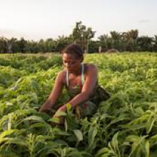 Woman working in a field
